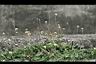 長柄菊18.jpg