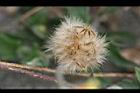 長柄菊-實0.jpg