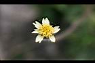 長柄菊-花1.jpg