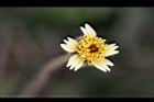 長柄菊-花2.jpg
