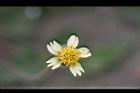 長柄菊-花4.jpg
