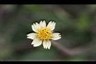 長柄菊-花6.jpg