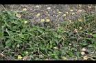長柄菊03.jpg