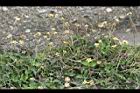 長柄菊04.jpg