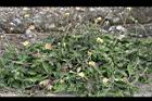 長柄菊05.jpg