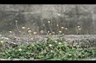 長柄菊08.jpg