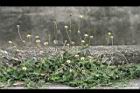 長柄菊09.jpg