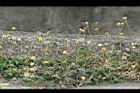 長柄菊12.jpg