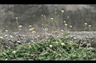 長柄菊17.jpg