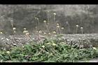 長柄菊19.jpg