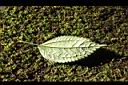 長梗盤花麻-葉背0.JPG