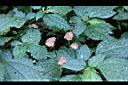 長梗盤花麻24.JPG