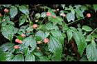 長梗盤花麻-花00.jpg