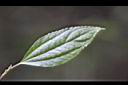 長梗紫苧麻-葉正00.jpg