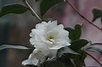 長瓣短柱茶-花04.JPG