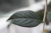 長瓣短柱茶-葉01.JPG