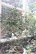 長瓣短柱茶01.JPG