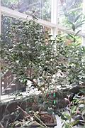 長瓣短柱茶02.JPG