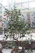 長瓣短柱茶03.JPG