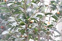 長瓣短柱茶07.JPG