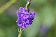 長穗木-花1.JPG