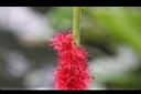 長穗鐵莧-花01.jpg