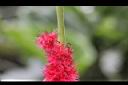 長穗鐵莧-花03.jpg