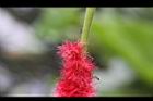 長穗鐵莧-花00.jpg