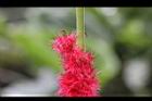 長穗鐵莧-花02.jpg