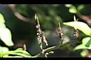長穗馬藍-實00.jpg