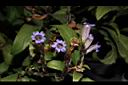 長穗馬藍-花03.JPG