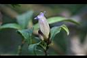 長穗馬藍-花08.jpg