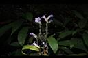 長穗馬藍-花穗09.JPG