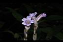 長穗馬藍-花穗11.JPG