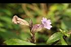 長穗馬藍-花06.JPG