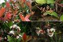 長紅木-花1.jpg