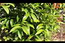 長紅木-葉00.JPG