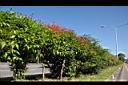 長紅木00.JPG