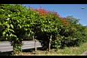 長紅木03.JPG
