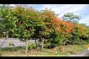 長紅木05.JPG