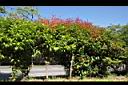 長紅木07.JPG
