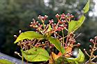 長紅木-花苞07.JPG