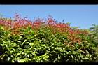 長紅木11.JPG