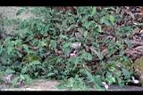 長花九頭獅子草07.jpg