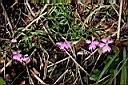 長萼瞿麥-花01.jpg