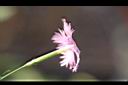 長萼瞿麥-花側00.jpg