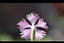 長萼瞿麥-花背00.jpg