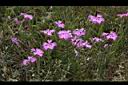 長萼瞿麥34.jpg