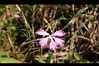 長萼瞿麥-花07.jpg