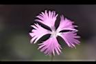 長萼瞿麥-花17.jpg